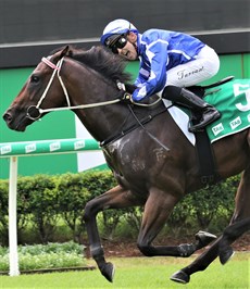 Steady Ready ... a runaway winner on debut ...
