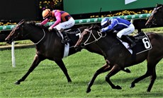 ... and a game runner-up to Exo Lady in the Dalrello in his second start.

Photos: Graham Potter