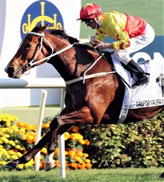 California Spangle 

Photo: Courtesy Hong Kong Jockey Club