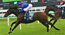Zaaki at the track gallop at Eagle Farm last Saturday

Photos: Graham Potter