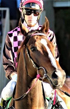 Rothfire, with Jimmy Ornan up, on his way out to contest the Group 1 Kingsford-Smith Cup last Saturday

Photos: Darren Winningham