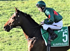 Alligator Blood on his way to the start. He looked like he meant business ...