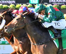 Alligator Blood (above and below) seen winning the 2022 Stradbroke Handicap