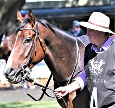 Trainer Tom Dougall doing teh strapping duties with Go Wandji at Doomben on Saturday