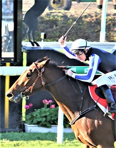 Gypsy Goddess and Willie Pike winning the Queensland Oaks

Photos: Graham Potter