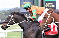 Grandeur Rose