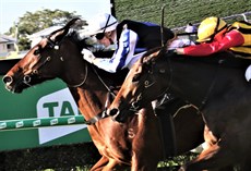 Weona Smartone (with Kyle Wilson-Taylor in the saddle)

Photos: Graham Potter