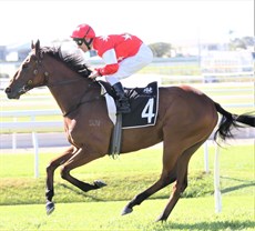 Gulf Of Venice ... now racing Golden Express in Hong Kong ... pictured at  Doomben where he won on debut on June 1

Photos: Graham Potter