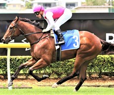 Skirt The Law

All of the above horses, along with Croatian Belle will take unbeaten records in the Magic Millions Two-Year-Old Classic

Photos: Graham Potter