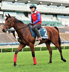 The William Haggas trained Dubai Honour (2) comes from Australia after winning two Group 1 races in fine style. Tom Marquand will ride him. I keep going back to his last start win when he defeated Anamoe – I think that is a superb form line for this race. He has been working well on the track – has settled in well and looks a huge chance to win a race for the overseas contingent..(see race 8)