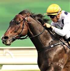 A magnificent photograph of a magnificent racehorse ... the record breaking Golden Sixty in full cry in the FWD Champion's Mile at Sha Tin