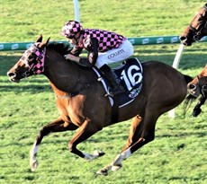 Startantes ... pictured winning last year's Group1 Tatts Tiara

Photos: Graham Potter