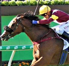 Huetor ... last year's Doomben Cup winner should not be underestimated