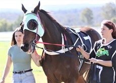 Cornish ... filling the role as strapper at Gatton last week (above and below)