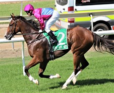 Landsborough Lad

Photos: Graham Potter