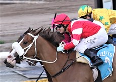 ... with Noel edging Stacey out by the narrowest of margins aboard Windjana in an important photo-finish which took Callow into a one win lead over Bailey Wheeler in the Gold Coast Jockey Premiership. Callow has scored earlier on Damiani (see below) to level up the premiership race 