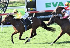Jones brought home two winners at Eagle Farm on ... Blue Spinel (above) and Black On Beauty (pictured below) to round off her season in style 