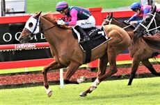 Nikau Spur does it again!