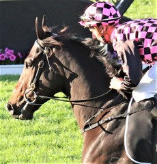 Rothfire ... arguably the one they will all have to beat come King Of The Mountain race-day

Photos: Graham Potter