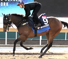 Lim's Kosciuszko at Sha Tin trackword on Tuesday morning

Photo: Darren Winningham