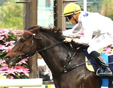 Golden Sixty and Vincent Ho