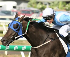 One of Master Jamie's eighteen wins was in the 2020 The Gateway at Eagle Farm with Michael Rodd in the saddle

Photos: Graham Potter and Darren Winningham