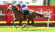 Nikau Spur ... looking a picture

Photos: Darren Winningham and Graham Potter