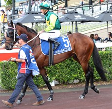 Beau Dazzler steps out to contest the Queensland Guineas ... 