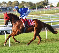 Payline ... pictured on his way ti the start of the Doomben 10 000 in which he was unwanted in the betting at a starting price of $51