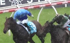 Cool Archie takes the measure of Farnicle (in blue silks) and races away to win the Sires Produce in the mud. These two runners should again both give a good account of themselves  in Saturday's J J Atkins

Photos: Graham Potter