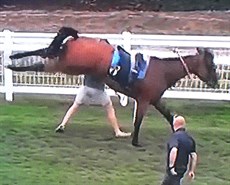 Lazzat ... making his feelings known after wondering around riderless for many minutes during the post race drama

Photos: ITV