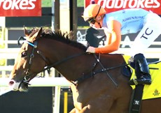 Prince Of Boom winning the W J Healey

Photos: Darren Winningham