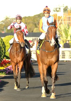 The Big Goodbye and Prince Of Boom coming back after running the quinella in the Group 3 W J Healy