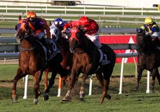 Hot Snitzel 8