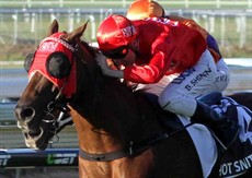 Hot Snitzel 11