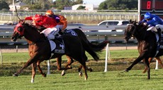 Hot Snitzel 12