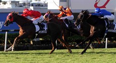 Hot Snitzel 16