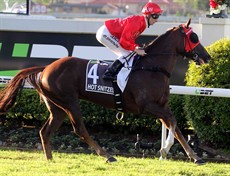 Hot Snitzel 51