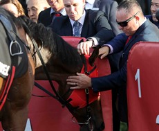 GP - Redzel 59