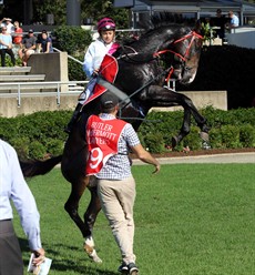 1 Michael Murphy's first attempt to mount his horse before the fourth race at the Sunshine Coast