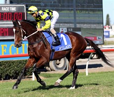 Winning Accord 1