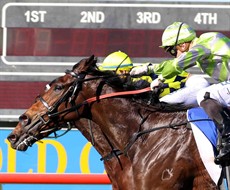 Winning Accord 10
