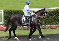 Shaquero 2