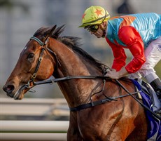 Superstars on show ... Ka Ying Rising (above) ... Romantic Warrior (below)