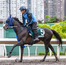 Masquerade Ball prepares for Sunday’s G1 FWD QEII Cup (2000m) at Sha Tin.

Photo: Hong Kong Jockey Club