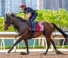 Santono Reve

Photos: Hong Kong Jockey Club</b.